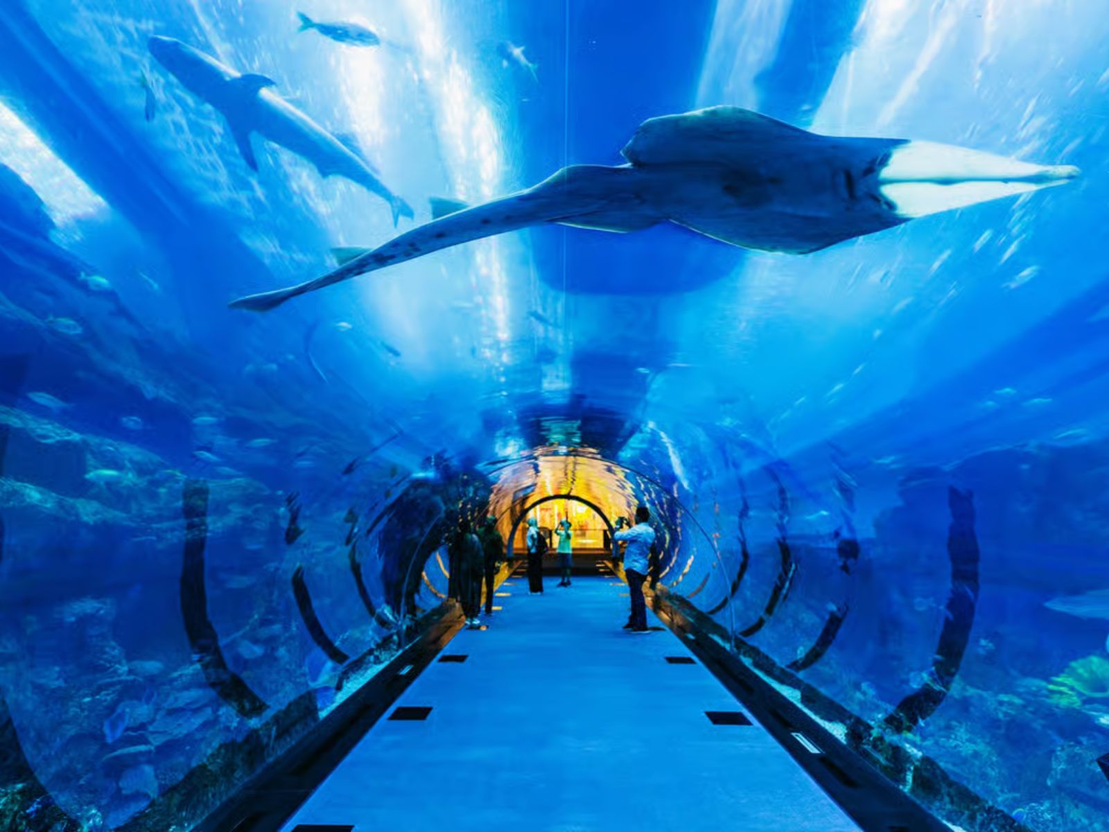 Dubaï : Aquarium et Burj Khalifa Niveaux 124 et 125 Billet combiné - MY WONDER ACCESS