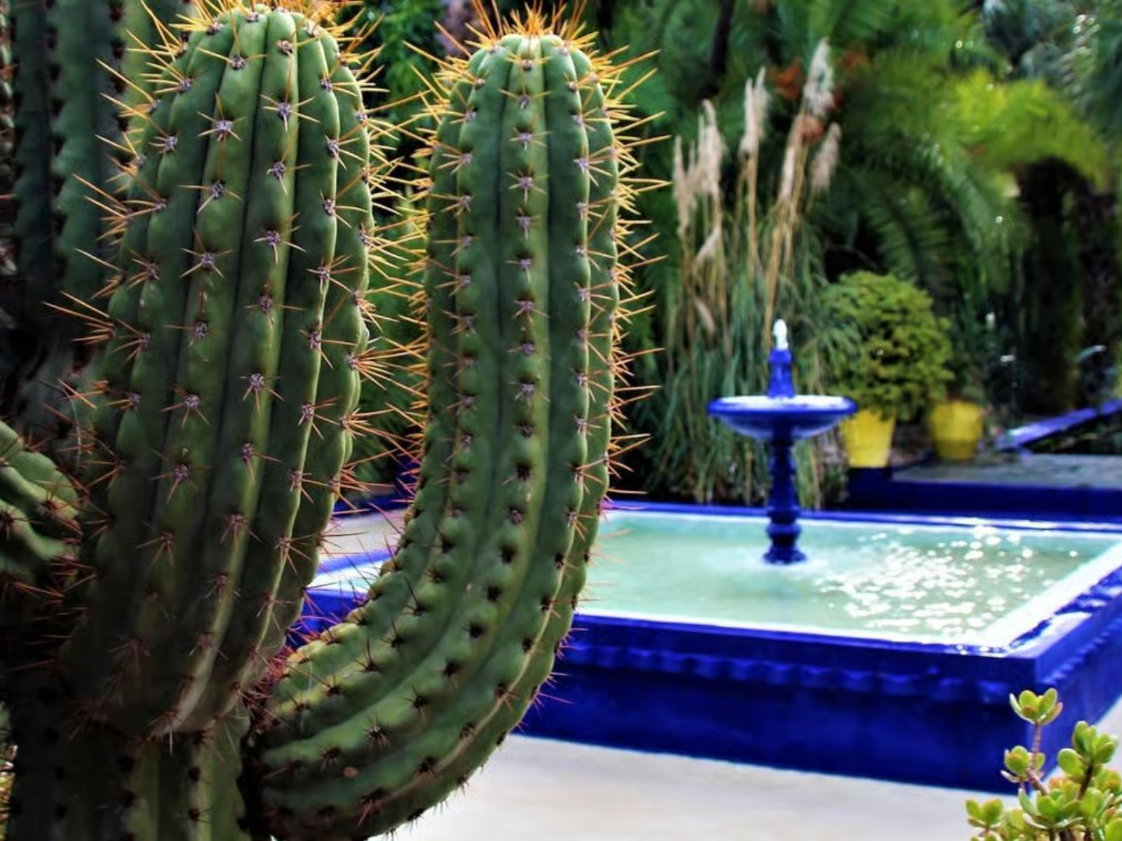 Marrakesh: Majorelle Garden Entry Tickets - MY WONDER ACCESS